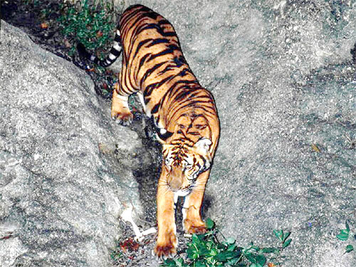 © WWF-Canon / Gerald S. CUBITT <br> More than 90 percent of traditional tiger habitat no longer has tigers; the world’s remaining tigers are limited to less than 7 percent of their historic range.